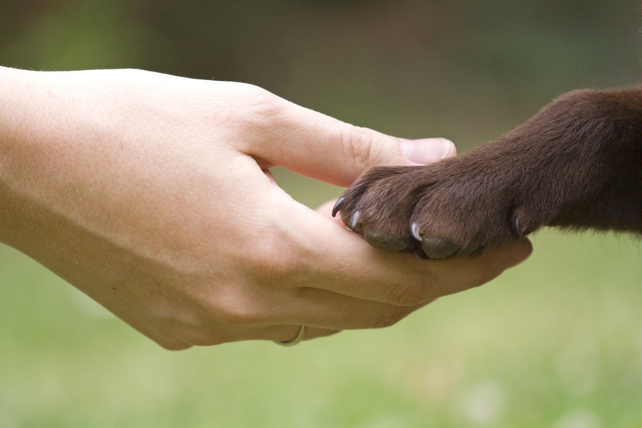 Compassion
